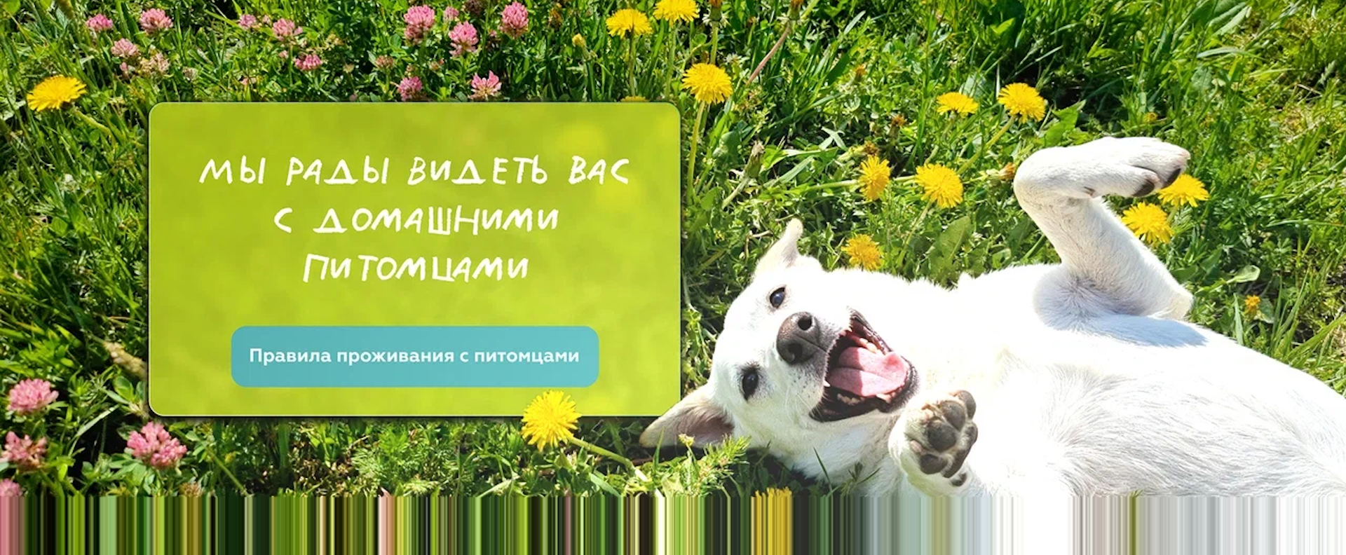 bannerdog_v2
